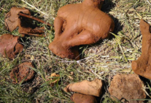 ВЕЛИКО ОТКРИЋЕ КОД АЛЕКСАНДРОВЦА: Венера старија од пирамида