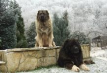 КАКО СЕ БРАНИ ОГЊИШТЕ И ДОМ: Овако су српски шарпланинци одбранили српско село Шарпланинци