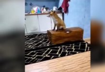 У ОВУ КУЋУ СВАКО ВЕЧЕ ДОЛАЗИ ПОСЕБАН ГОСТ: Спава са мацама, а воли и породично да гледа телевизију! (ВИДЕО)