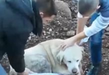 ОМЛАДИНА ЗА ПОНОС: Андрија и Урош из ледене реке спасили пса (ВИДЕО)