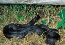 ЧУДО У ДЕЦЕМБРУ: Домаћин испред куће у снегу пронашао црну змију!