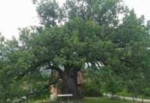 Да ли знате да у Србији постоји прашума: Ово је место где је природа препуштена самој себи прашума