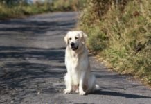 СЕЋАЊЕ ИЗ ОЛУЈЕ: Пас који је пронашао породицу после операције “Олуја“ након 139 дана и 500 километара!