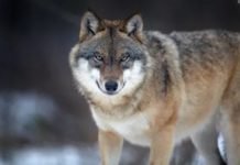 „Вук длаку мења, али ћуд НИКАДА“ Да ли знате порекло ове чувене СРПСКЕ ПОСЛОВИЦЕ?