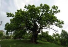 Најстарије дрво на Балкану: Храст од 1.000 година у Белој Паланци! Погледајте шта су ХАЈДУЦИ САКРИЛИ унутар СТАБЛА! Најстарије дрво