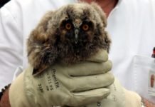 Свештеник у порти јагодинске цркве нашао необичног госта: 10 дана касније догодило се нешто прелепо У порти јагодинске цркве