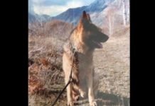 НЕВЕРОВАТНА ПРИЧА О ПСУ КОЈИ ЈЕ ЧУВАО СРПСКУ ВОЈСКУ: Ово је чувени мајор Листер са Кошара Мајор Листер