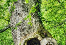 Јединствена у ЦЕЛОМ СВЕТУ – У малом месту код Владичиног Хана налази се црквица СKРИВЕНА У ХРАСТУ! црквица