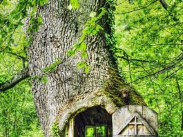 Јединствена у ЦЕЛОМ СВЕТУ – У малом месту код Владичиног Хана налази се црквица СKРИВЕНА У ХРАСТУ! црквица