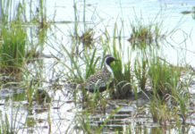 До недавно је живела само у ЛОВАЧКИМ ПРИЧАМА: Откривен ЗЛАТНИ ВИВАК нова врста птице у Србији Златни Вивак