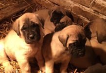 ПРЕДРАГ МИЛОШЕВИЋ: „Тито је истребио немањићке псе – српске краљевске мастифе“ (ВИДЕО)