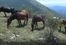 (ФОТО) ХИМАЛАЈИ НА ЈУГУ СРБИЈЕ: Врхове ове српске планине красе крда слободних коња