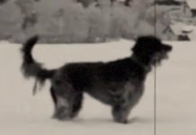 НАЈВЕЋИ ПРИЈАТЕЉ У НАЈГОРИМ ВРЕМЕНИМА: Војник Лука и пас прошли су заједно преко Албаније до Крфа, а онда… Војник Лука