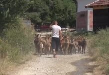 НЕЋЕ СРПСТВО НЕСТАТИ, ТРАЈАЋЕ ЈОШ ДУГО: Срби из Зебинца на Косову не дају своје њиве и пашњаке